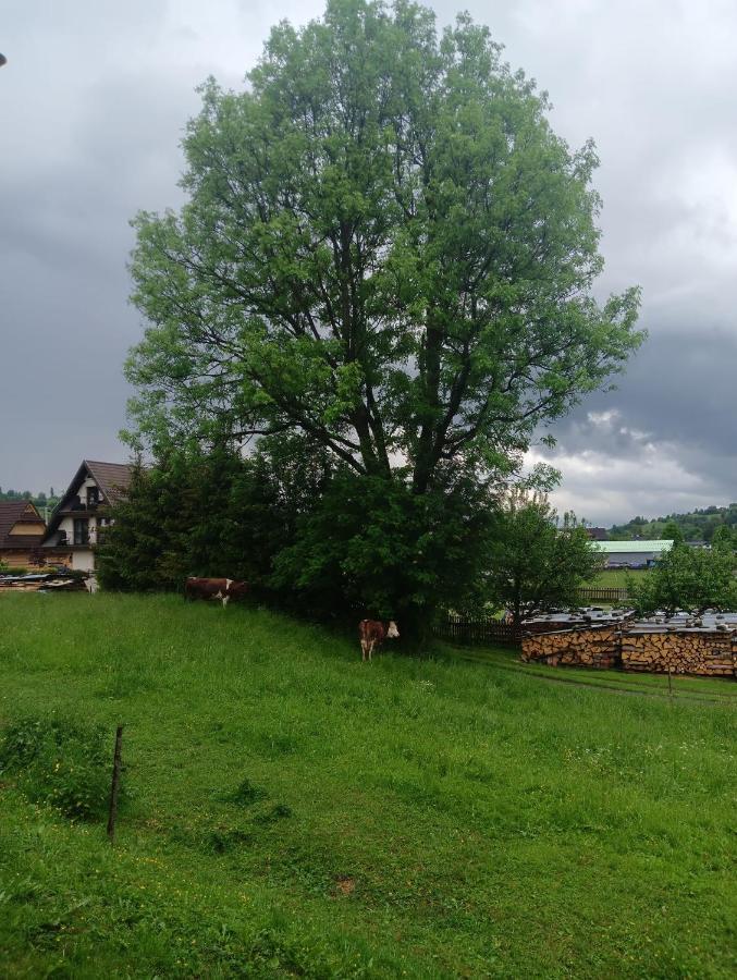 Apartament Skorusinka W Poblizu Chocholowskich Term Witów 外观 照片